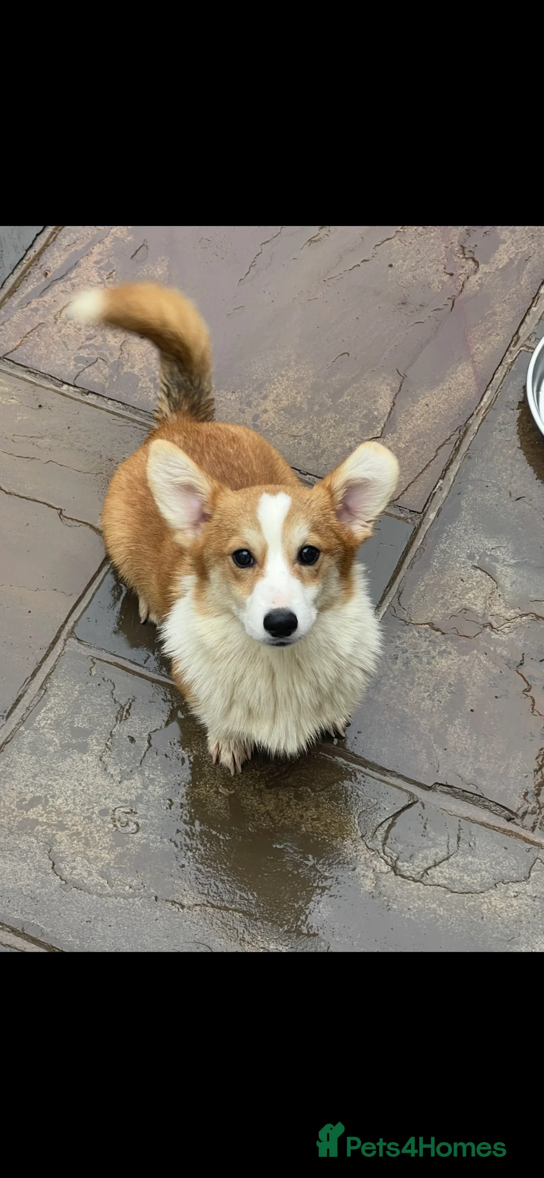 Welsh Corgi Pembroke dogs for stud: Quality Proven Welsh Pembroke Corgi for stud  - Advert 2