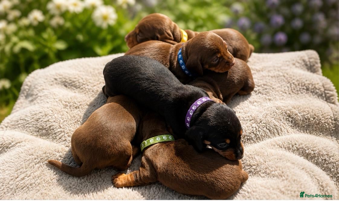 Miniature Dachshund dogs for sale: KC Registered Miniature Dachshund Puppies - Advert 1