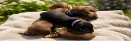 Miniature Dachshund dogs for sale: KC Registered Miniature Dachshund Puppies - Advert 1