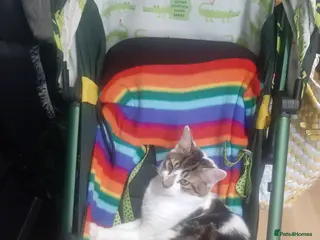 Mixed Breed cats Male cat - Advert 1