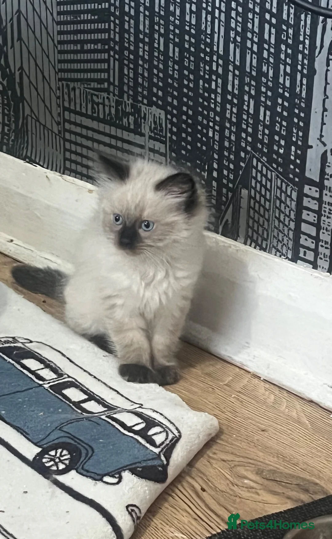 Ragdoll cats for sale: Beautiful Ragdolls  - Advert 1