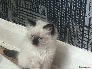 Ragdoll cats Beautiful female Ragdolls - Advert 1