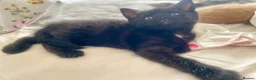 Mixed Breed cats for sale: Maincoon x  in Driffield - Advert 9