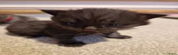 Ragdoll cats for sale: 5 STAR HOMES WANTED FOR RAGDOLL/BRITISH SHORTHAIRS in Newark - Advert 10