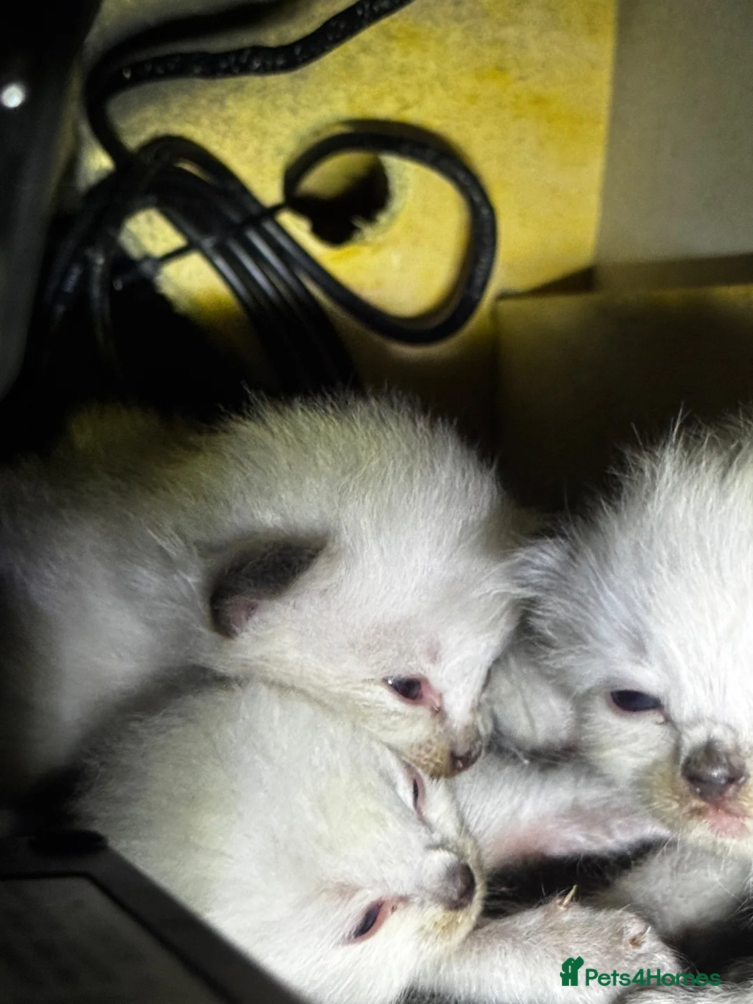 Ragdoll cats for sale: 6th Generation* Purebreed Pedigree Ragdoll Kittens - Advert 2