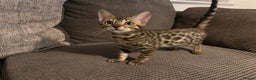 Bengal cats for sale: Stunning full pedigree registered bengal kittens  - Advert 6