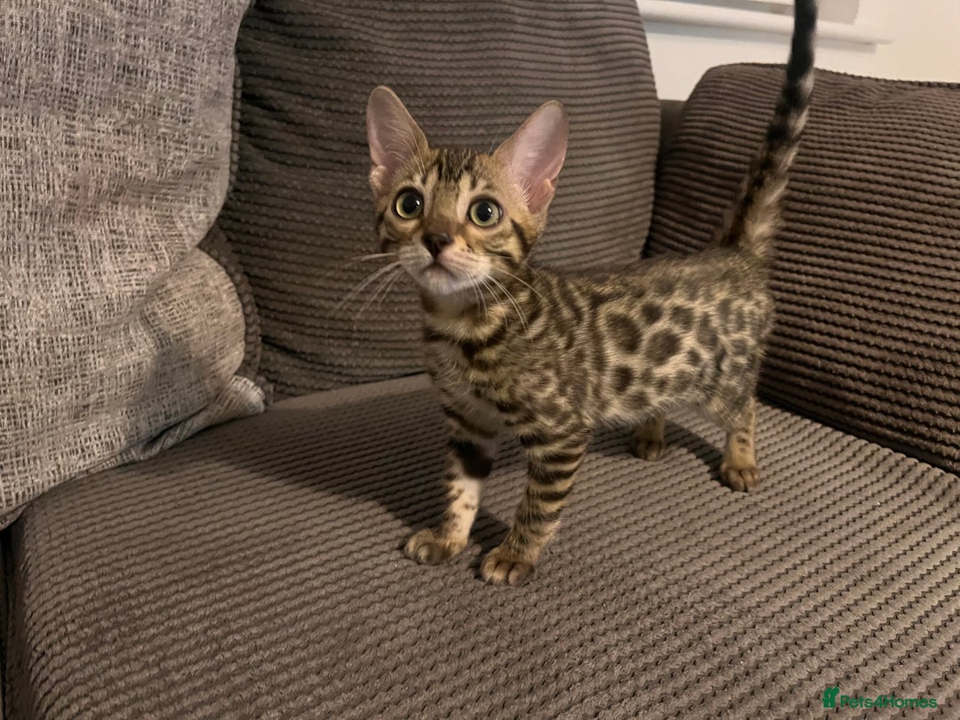 Bengal cats for sale: Stunning full pedigree registered bengal kittens  - Advert 6