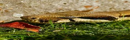 Boa Snake reptiles for sale: 6FT Boa + Setup for rehome - Advert 3