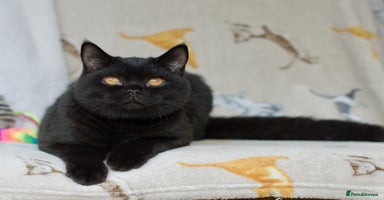 British Shorthair cats in High Wycombe - Advert 3