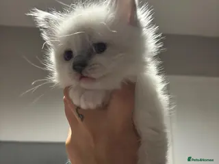 Ragdoll cats Ragdoll kitten - Advert 2