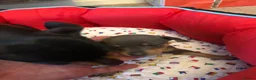 Miniature Pinscher dogs for sale:  Kc reg Blue boy Has to be seen to be believed  - Advert 4