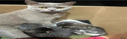 British Shorthair cats for sale: Super British shorthair x European Shorthair - Advert 2