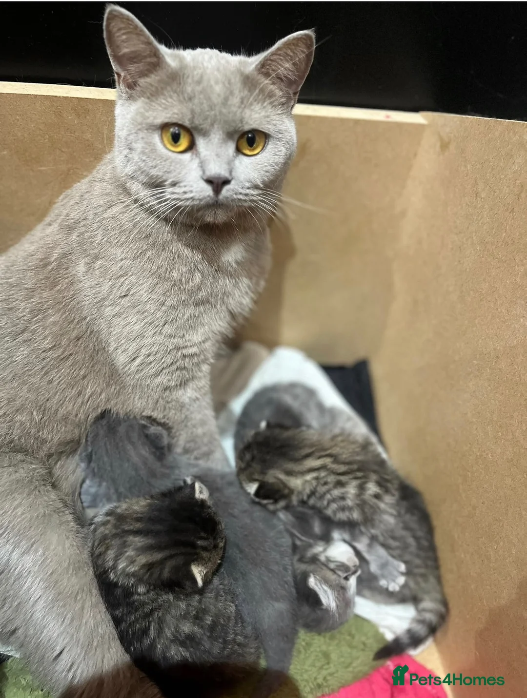 British Shorthair cats for sale: Super British shorthair x European Shorthair - Advert 2