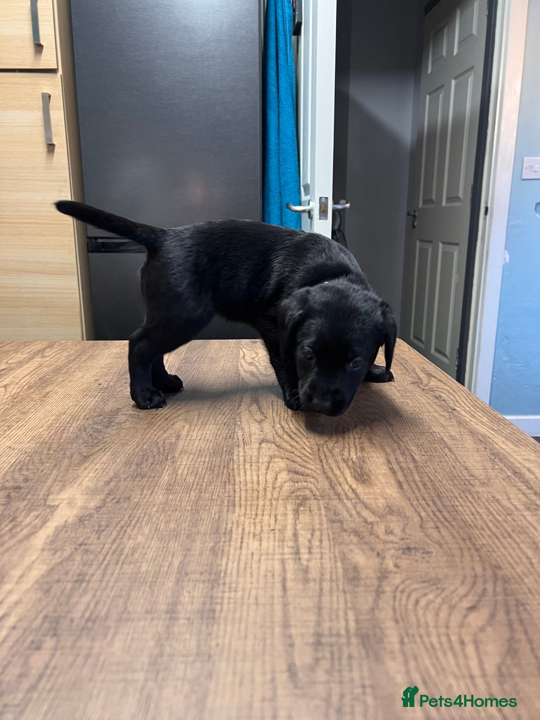 Labrador Retriever dogs for sale: Litter of 8 lab pups ready for new life adventure - Advert 8