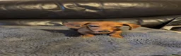 Miniature Dachshund dogs for sale: Miniature dachshund 16 weeks available now - Advert 2
