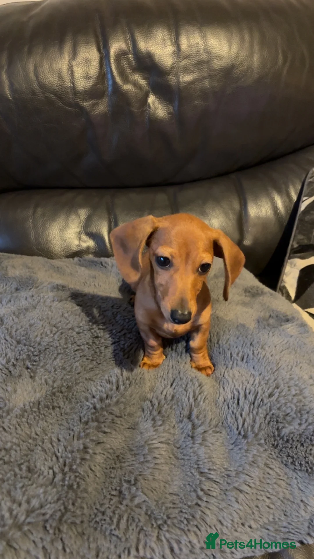 Miniature Dachshund dogs for sale: Miniature dachshund 16 weeks available now - Advert 2