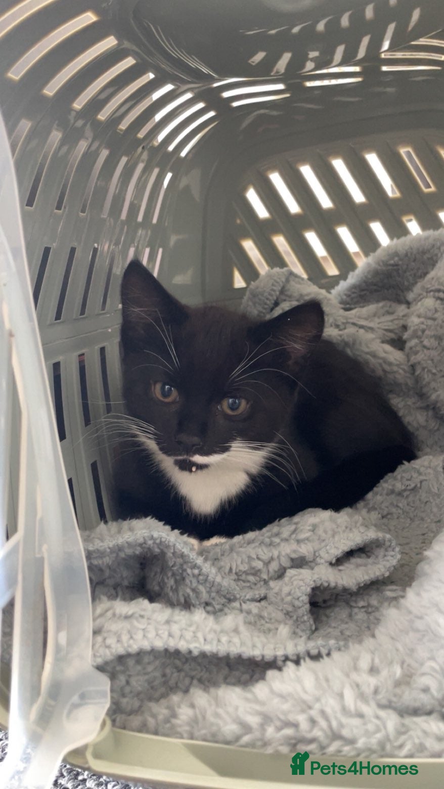 Domestic Shorthair cats Beautiful kitten🐾 - Advert 2