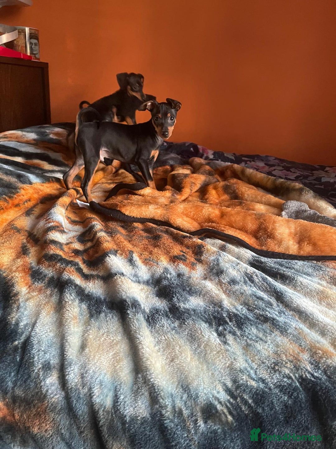Miniature Pinscher dogs for sale: Beautiful Miniature Pinscher . - Advert 25