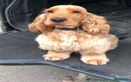 Cocker Spaniel dogs for sale: Exceptional litter of Show Type Cocker Spaniels - Image 11