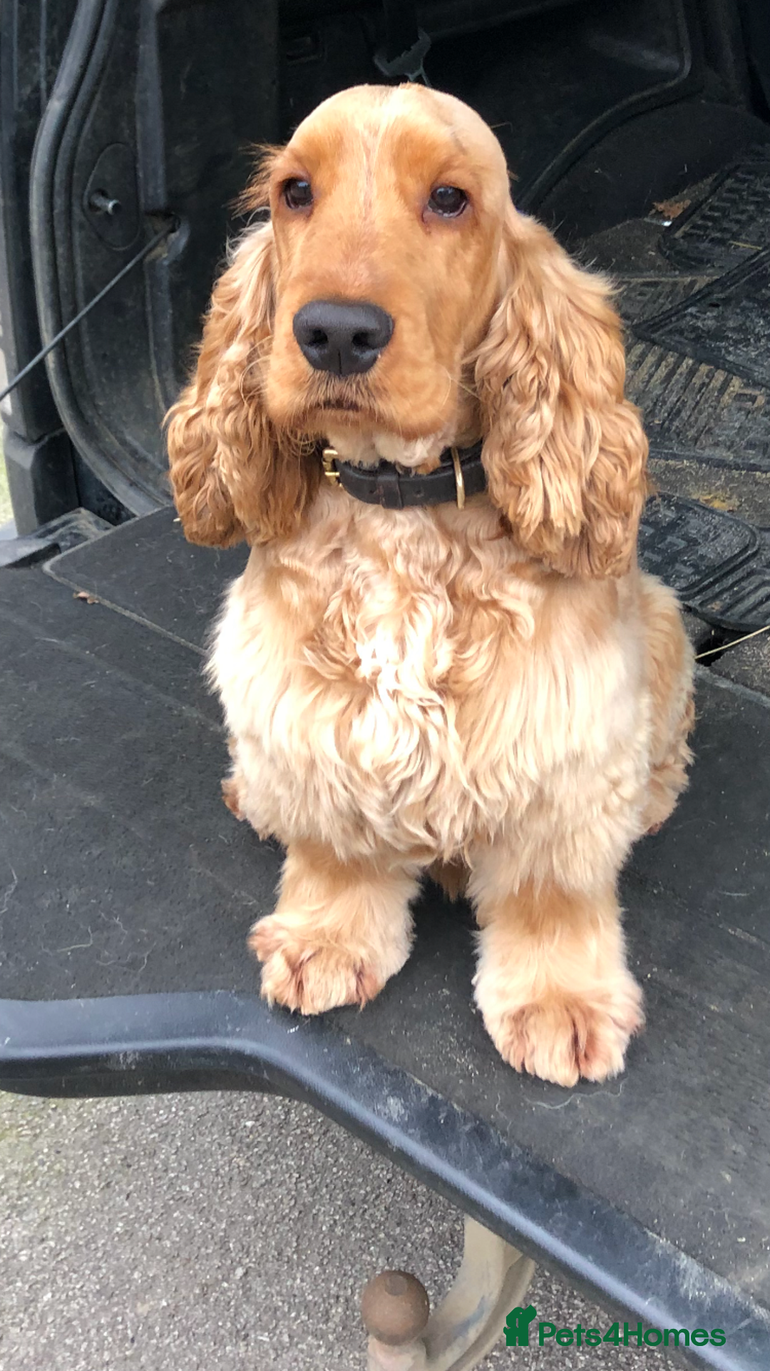 Cocker Spaniel dogs for sale: Exceptional litter of Show Type Cocker Spaniels - Image 11