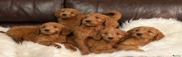 Goldendoodle dogs for sale: Golden doodle deep red cuddly chunky puppies  - Advert 6