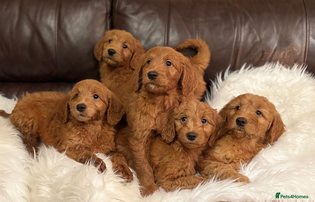 Goldendoodle dogs for sale: Golden doodle deep red cuddly chunky puppies  - Advert 6