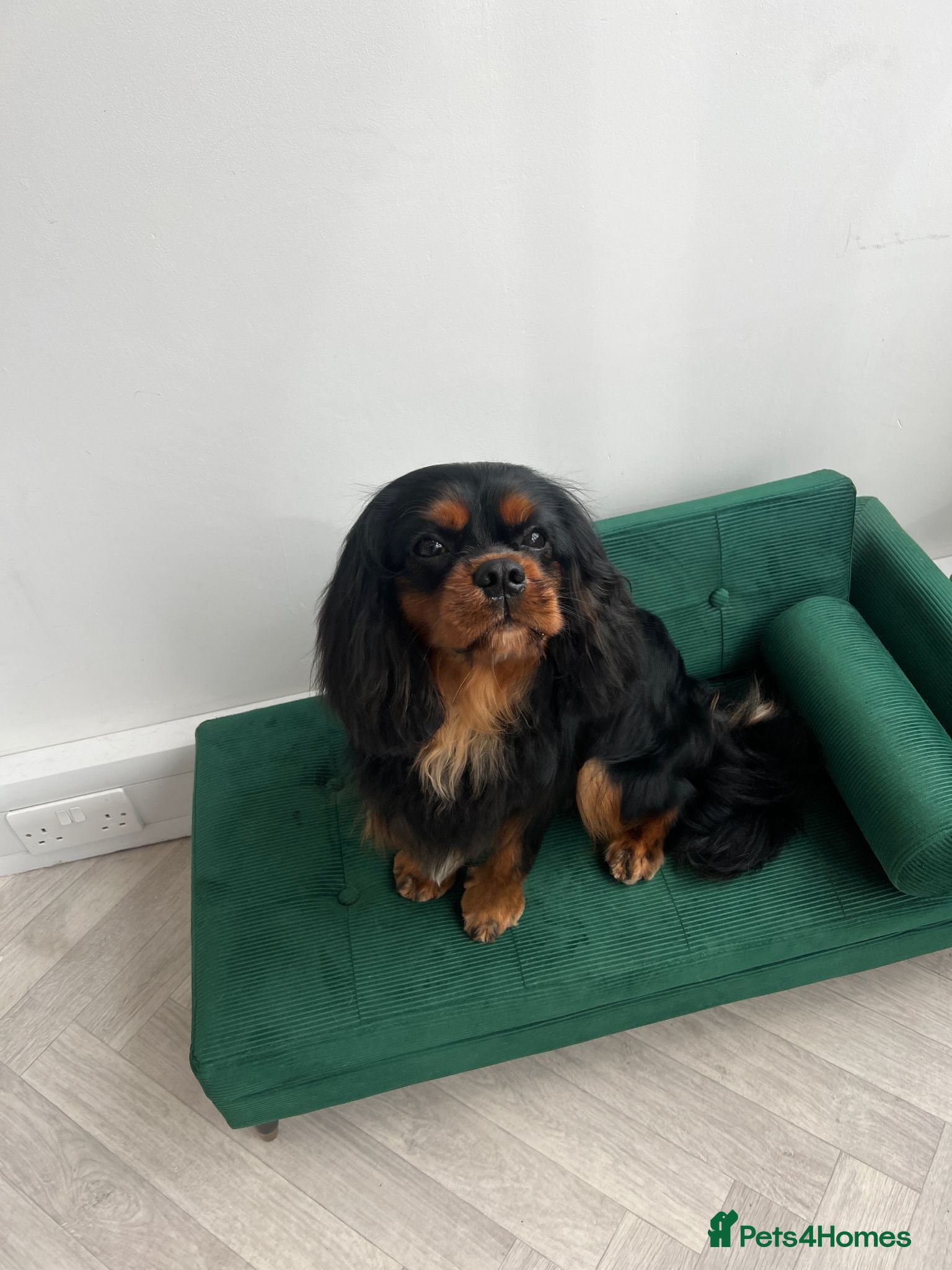 Cavalier King Charles Spaniel dogs Cavalier for stud - Advert 1