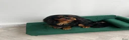 Cavalier King Charles Spaniel dogs for stud: Cavalier for stud - Advert 1