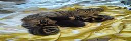 Mixed Breed cats for sale: 1 female kitten - Advert 4
