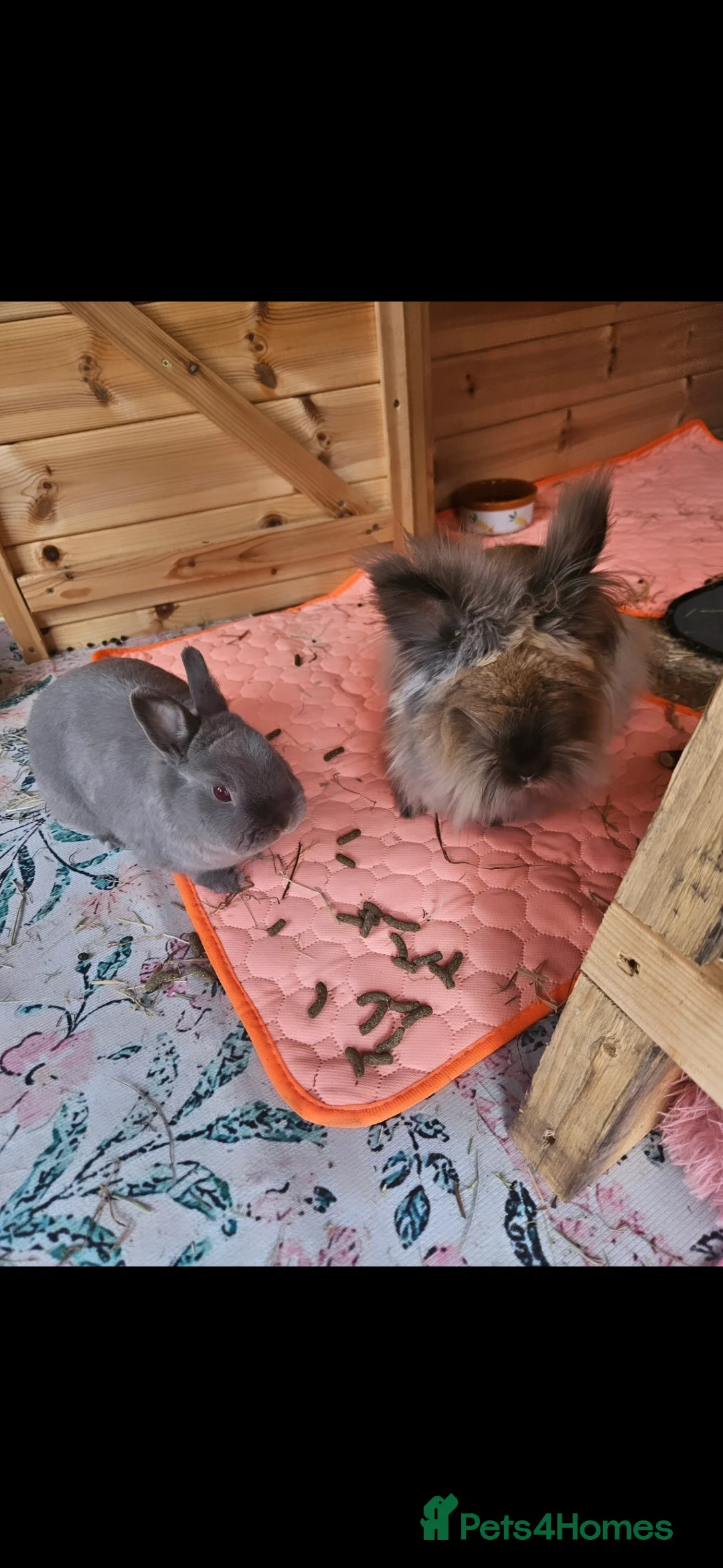 Lionhead rabbits for sale: 2 female spayed rabbits - Advert 6
