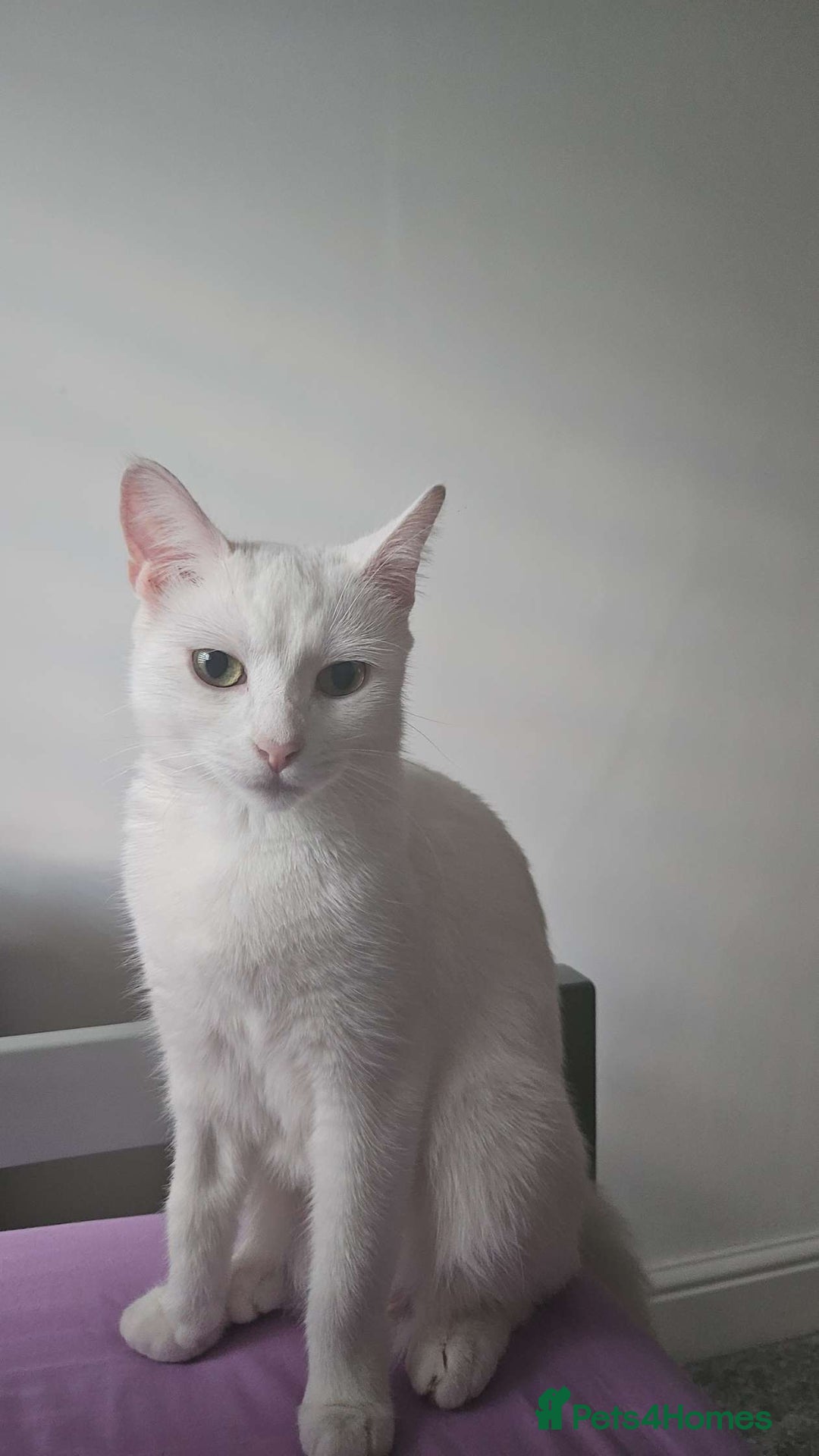 Mixed Breed cats for sale: FREE STUFF WITH CAT!! in Bolton - Image 2