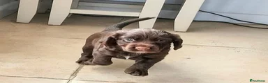 Cocker Spaniel 4