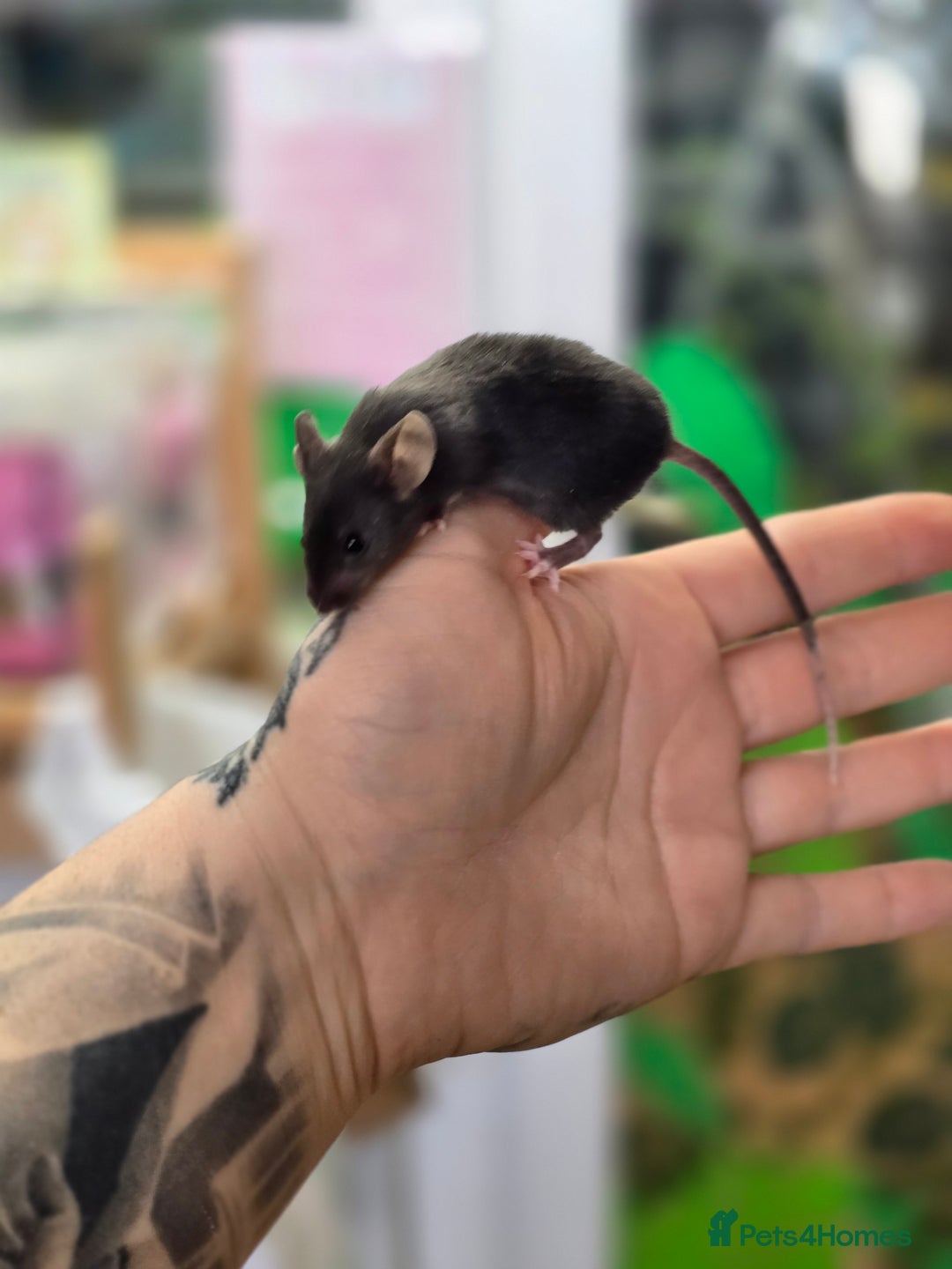 Mouse rodents for sale: Baby female mice available  - Advert 11