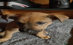 Mixed Breed dogs for sale: German Staffy Litter Available 12/10/25 - Image 4