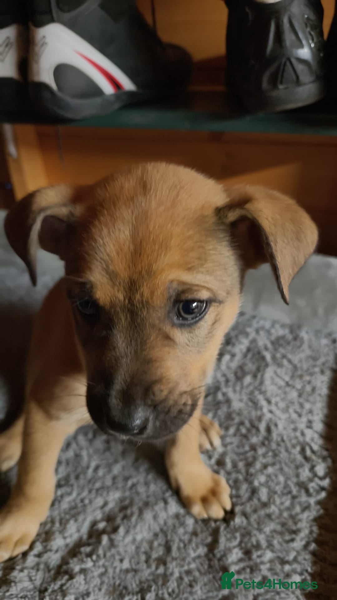 Mixed Breed dogs for sale: German Staffy Litter Available 12/10/25 - Image 4