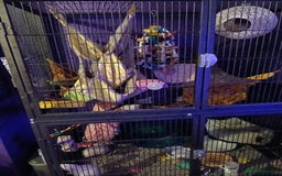 Rat rodents for sale: 4 loving male rats - Image 5