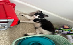 British Longhair cats for sale: Male black and white long hair kitten  - Image 7