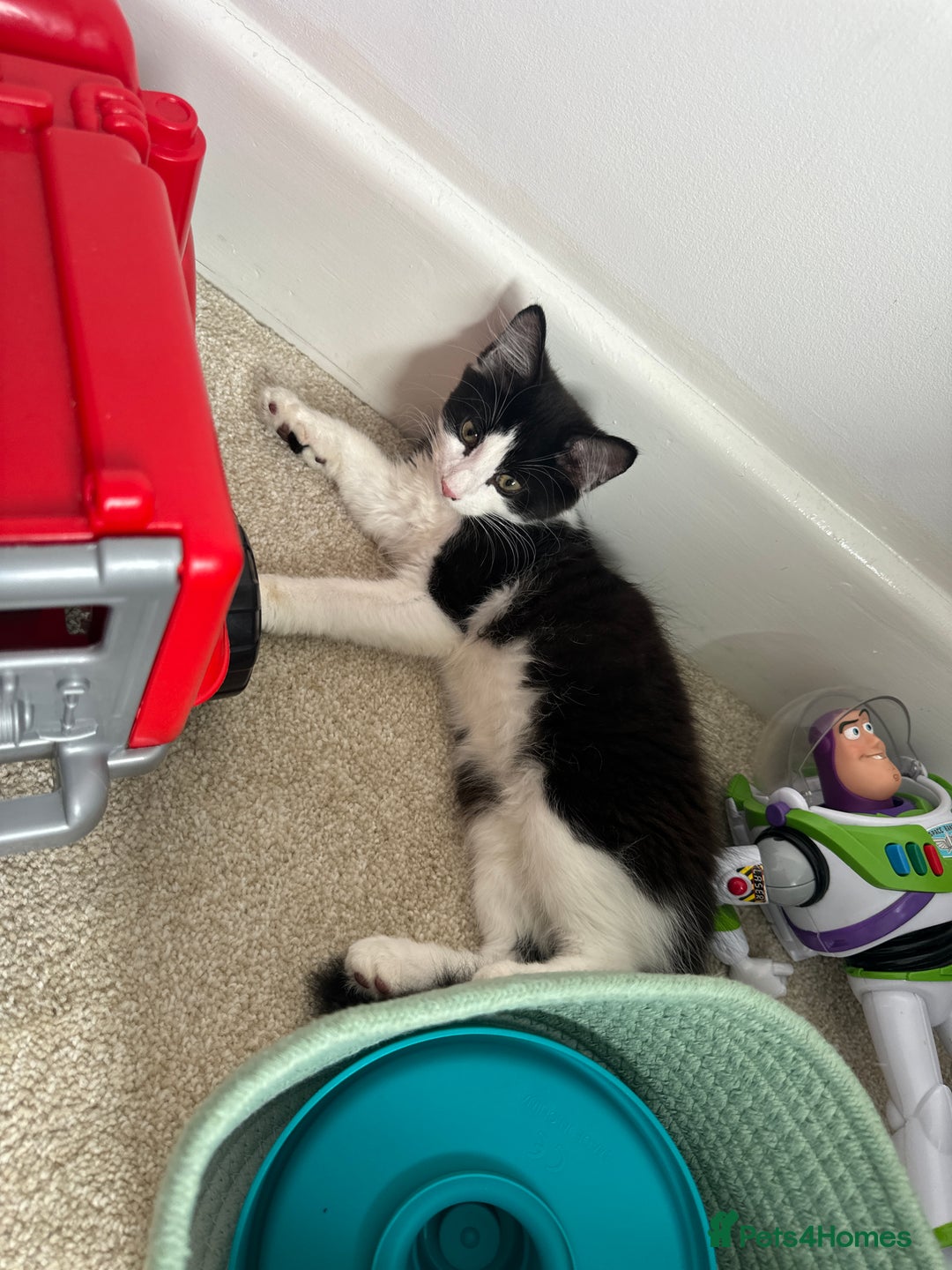 British Longhair cats for sale: Male black and white long hair kitten  - Image 7