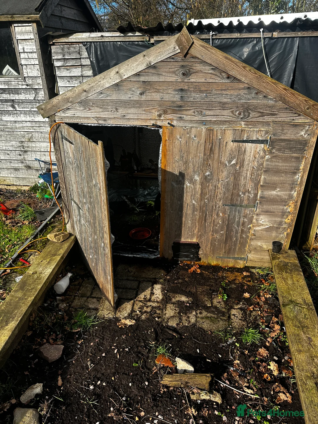 Hermann Tortoise reptiles for sale: Herman tortoises  in Malvern - Advert 3