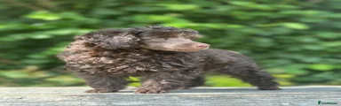 Toy Poodle Boy