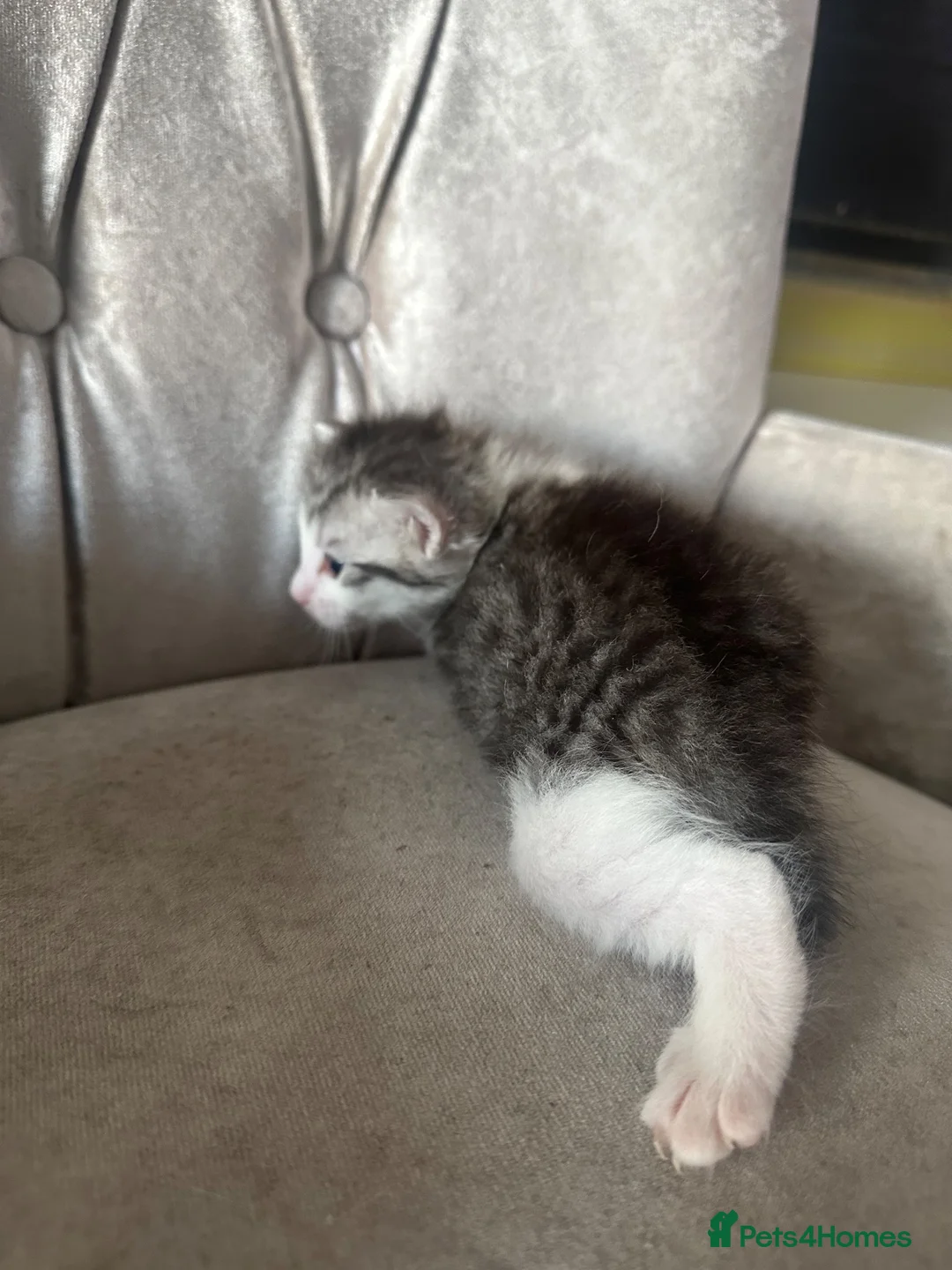 Mixed Breed cats for sale: Persian tabby  in Gravesend - Advert 8