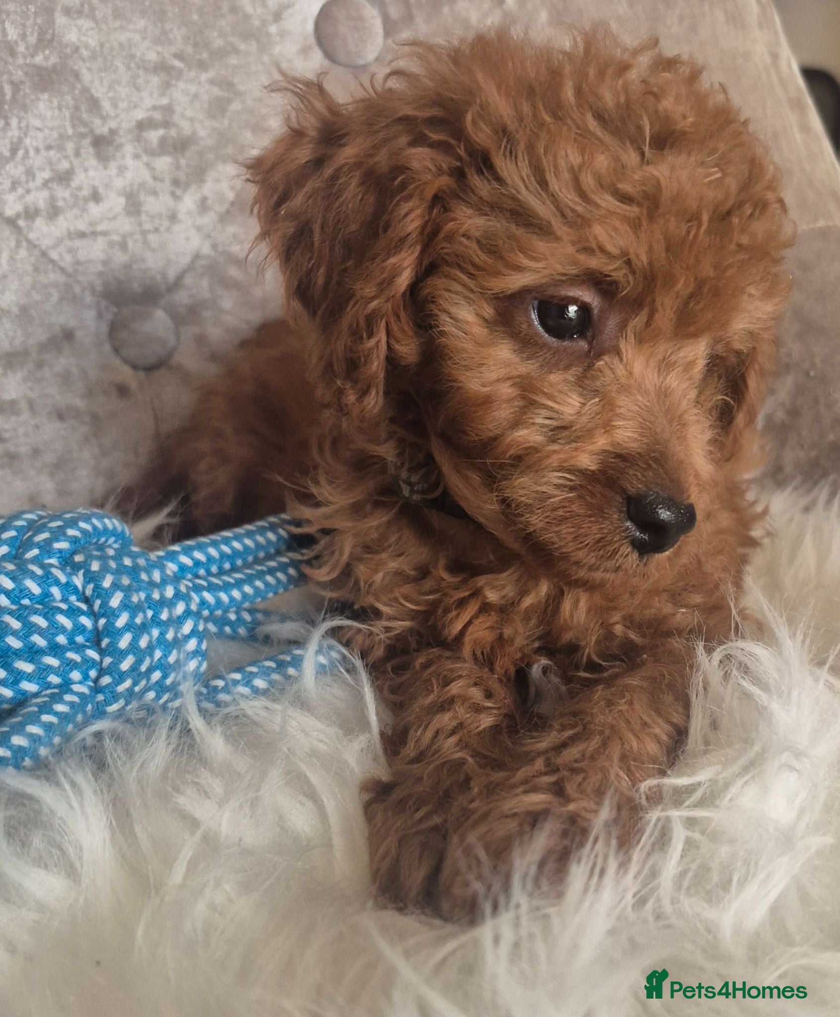 Cavapoo dogs F1B CAVAPOO PUPPIES EXTENSIVELY DNA HEALTH TESTED  - Advert 1