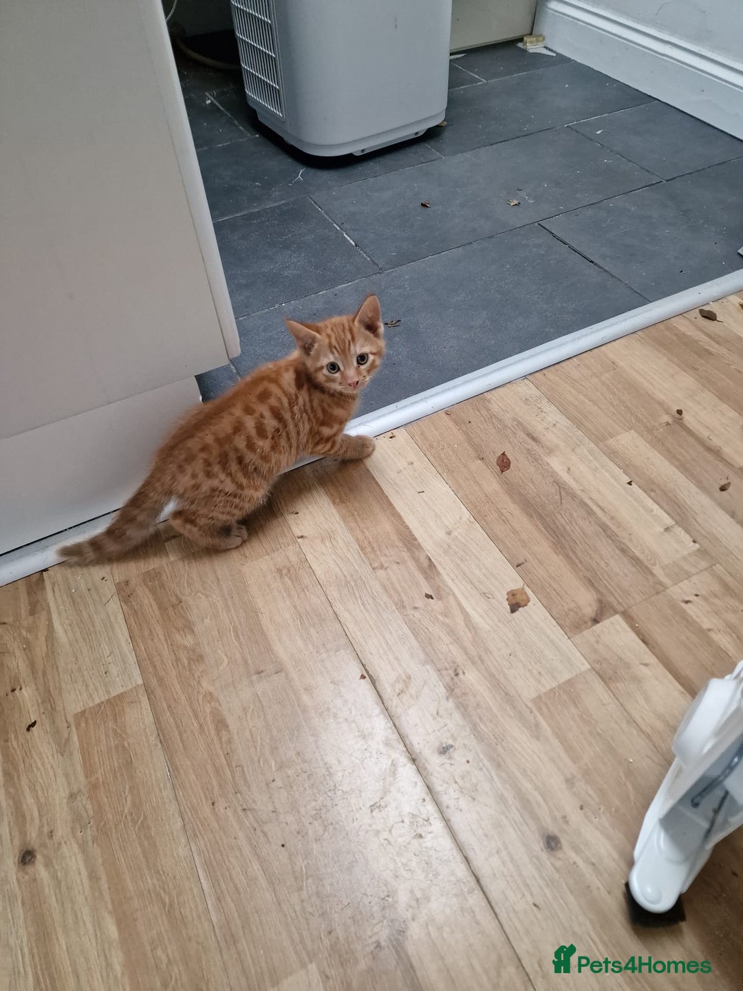 Mixed Breed cats for sale: Cute Ginger Boy ! - Advert 6