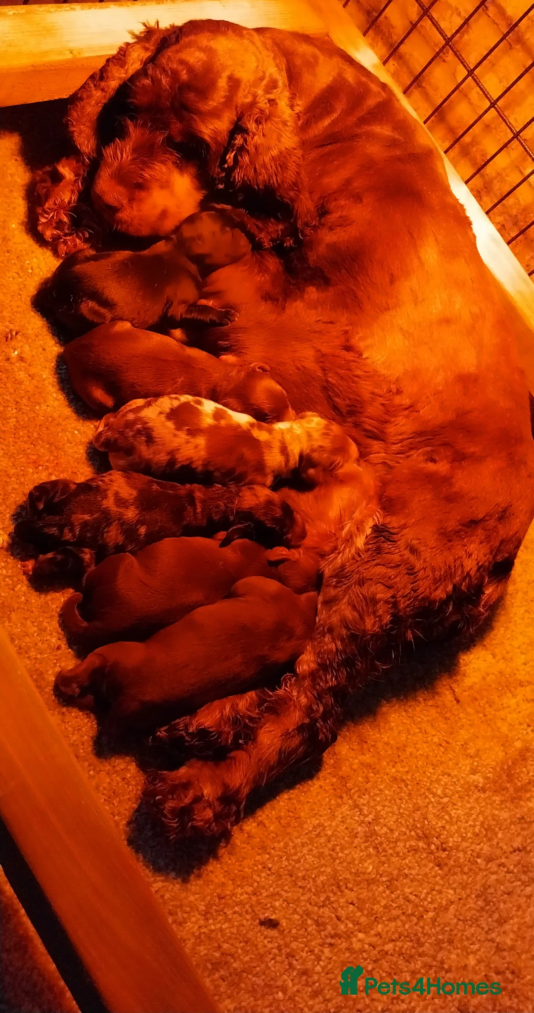 Miniature Poodle dogs for stud: DWKC  merle miniature poodle. Fully health tested  in Walsall - Advert 22