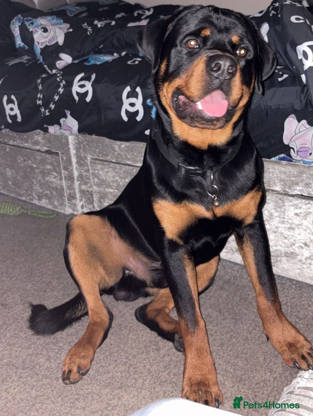 Rottweiler dogs for stud: Rottweiler stud male - Advert 2