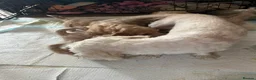 Cavapoochon dogs for sale: Cavapoochon puppies  - Advert 11