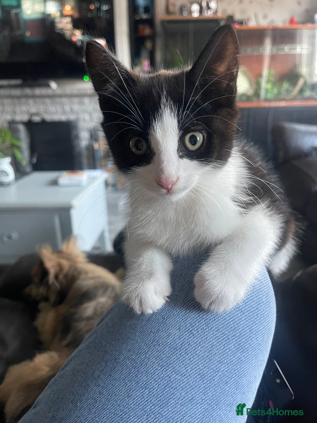 Mixed Breed cats for sale: One boy kitten - Image 2