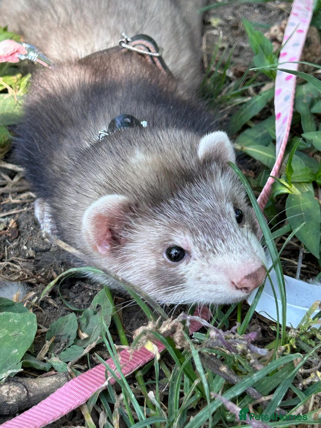 Ferret rodents for sale: Mr hobnob - Advert 2
