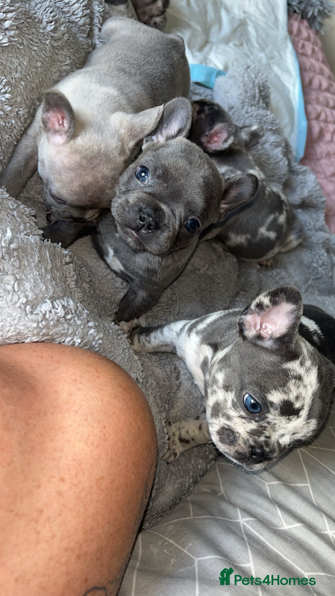 French Bulldog dogs for sale: Tri-colour Blue Merle Frenchie pups - Image 25