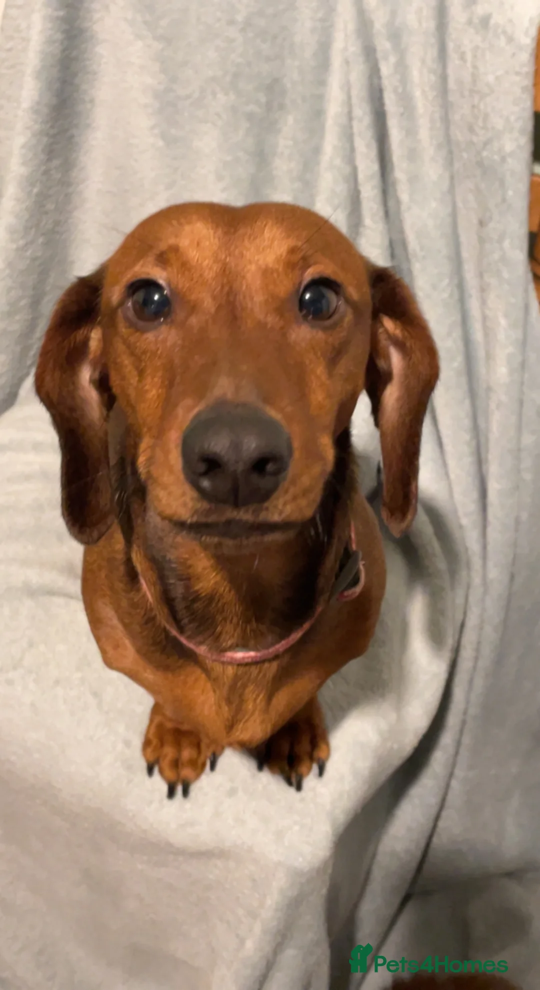 Dachshund dogs for sale: Dachsund/mini Dax mix boy - Advert 1